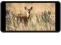 Portkeys PT5 II 5-inch 4K HDMI Touchscreen Monitor