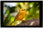 Portkeys HD7T 1000nits 7 ″ DSLR Camera Monitor Screen with HDMI Input