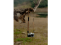 Peak Design universalus kameros dirželis Leash Coyote