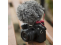 Rode mikrofonas VideoMicro Compact On-Camera 