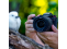 Panasonic Lumix DC-S1R II body black